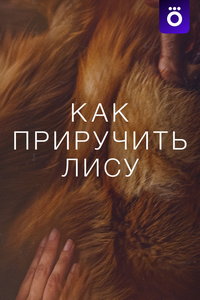 Как приручить лису онлайн
