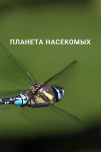 Планета насекомых онлайн