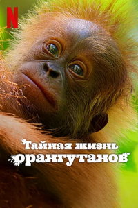 Тайная жизнь орангутанов онлайн