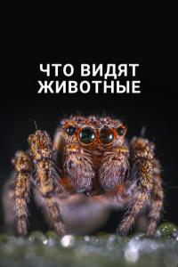 смотреть Что видят животные